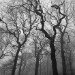 Trees in fog